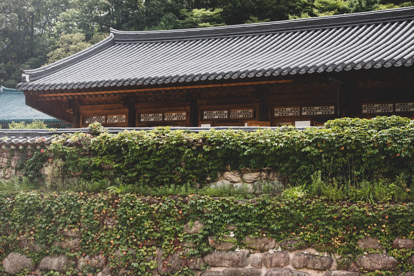 The tiled roof and ivy-covered stone walls of a traditional Korean Buddhist temple among forested hills.